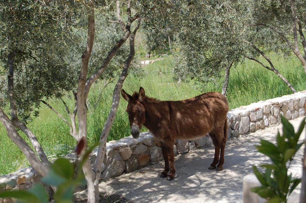 Olympos Mitos Hotel Eksteriør billede